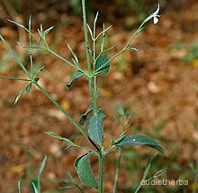 Peristrophe bicalyculata leaf4.jpg